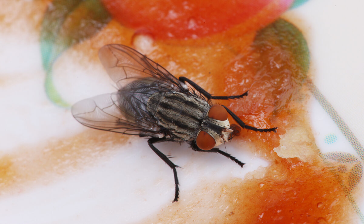 Général - Mélange De Rempotage Carnivore Pour Piège à Mouches Vénus, Rosée Du Soleil, Pichet Etc. Sec (4 Litres